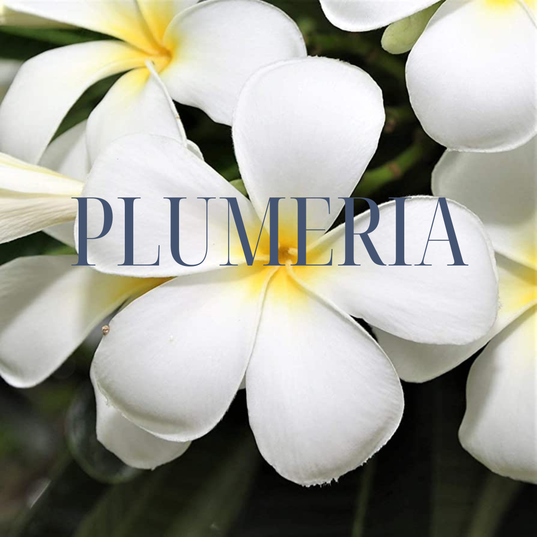Plumeria Scented Candle 18oz